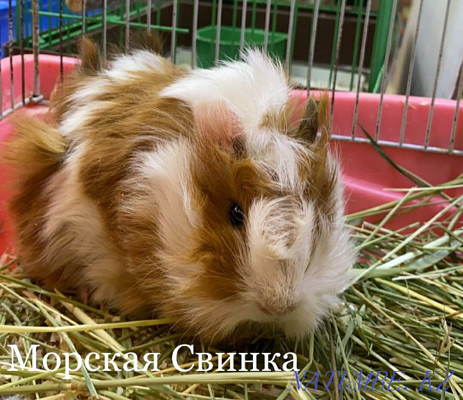 Guinea pig in the pet store "LIVOY WORLD" Almaty - photo 2