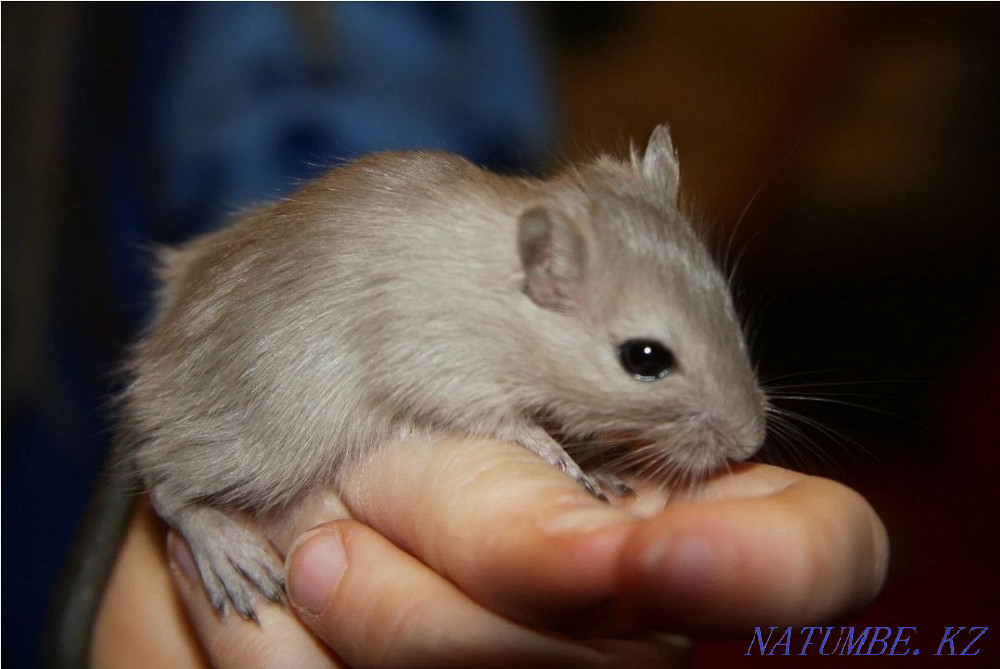 Монгольские песчаночки! Костанай - изображение 2