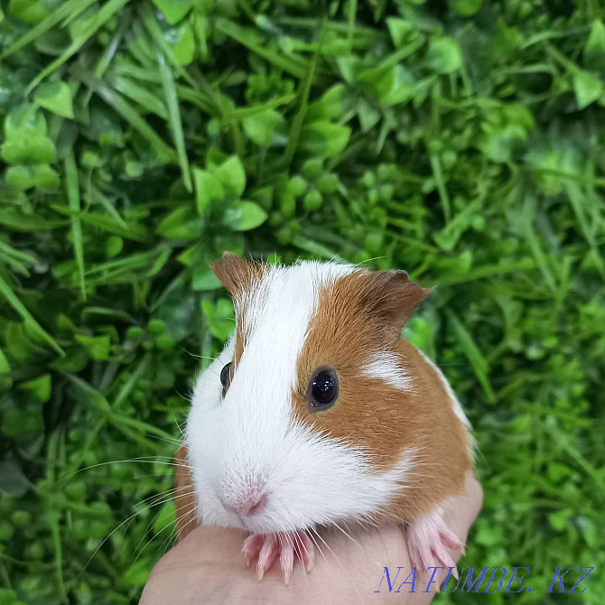 Guinea pigs are domestic Ust-Kamenogorsk - photo 1