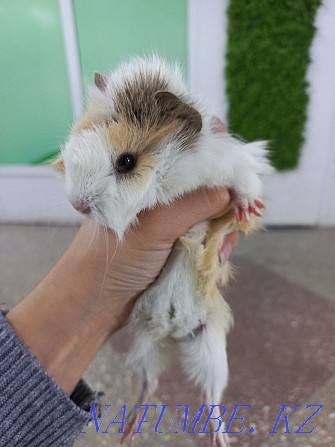 Guinea pigs are domestic Ust-Kamenogorsk - photo 5