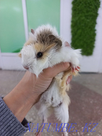 Guinea pigs are domestic Ust-Kamenogorsk - photo 4