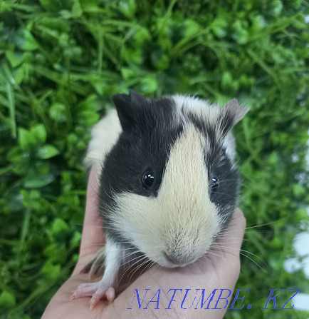 Guinea pigs are domestic Ust-Kamenogorsk - photo 3