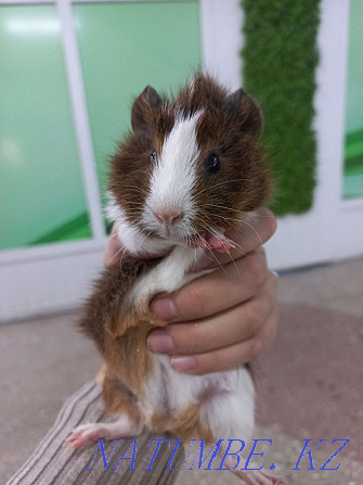 Guinea pigs are domestic Ust-Kamenogorsk - photo 8