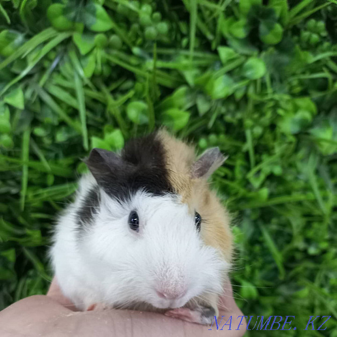 Guinea pigs are domestic Ust-Kamenogorsk - photo 2