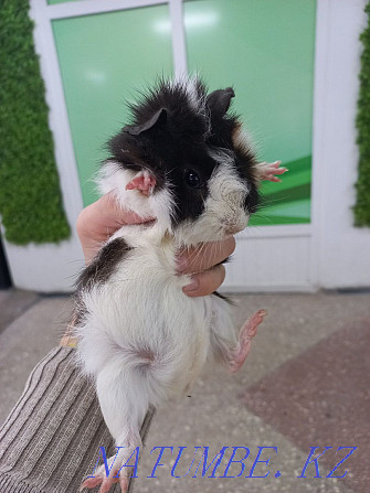 Guinea pigs are domestic Ust-Kamenogorsk - photo 7