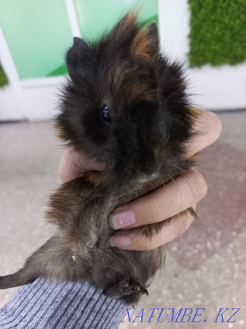 Гвинея шошқалары үй жануарлары  Өскемен - изображение 6