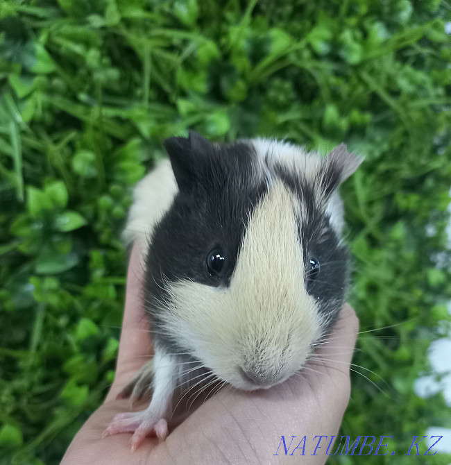 Гвинея шошқалары үй жануарлары  Өскемен - изображение 3