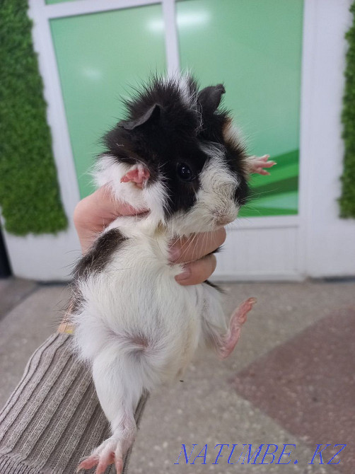 Гвинея шошқалары үй жануарлары  Өскемен - изображение 7