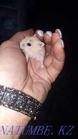 Djungarian and Syrian hamsters Ust-Kamenogorsk - photo 4