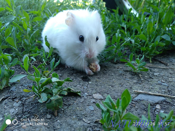 Djungarian and Syrian hamsters Ust-Kamenogorsk - photo 3