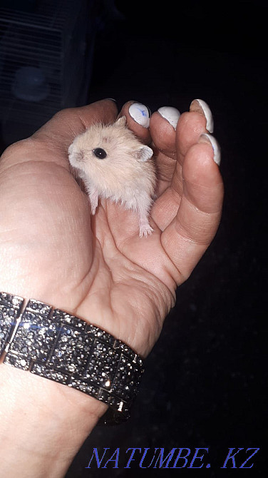 Жоңғар және сириялық хомяктар  Өскемен - изображение 4