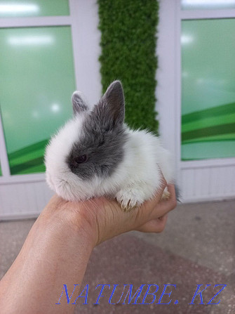 Rabbits decorative and dwarf Ust-Kamenogorsk - photo 4