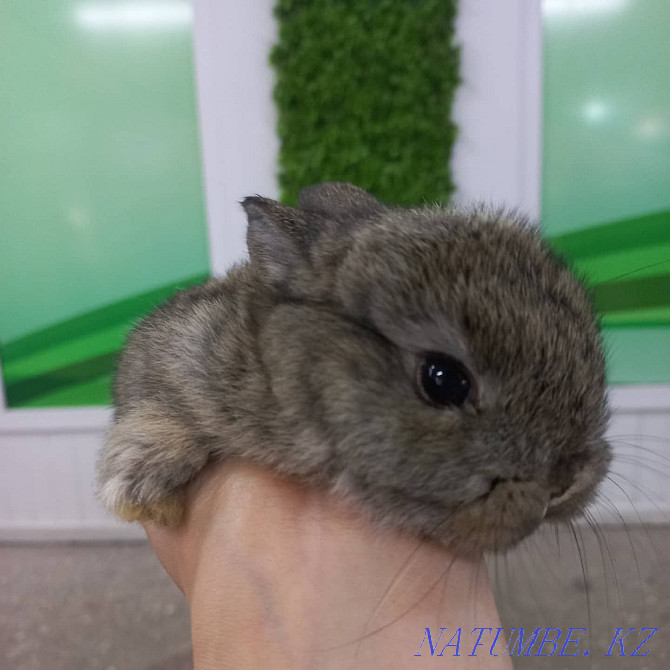 Rabbits decorative and dwarf Ust-Kamenogorsk - photo 1