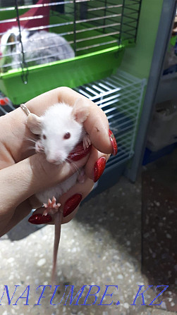 decorative rats for sale Ust-Kamenogorsk - photo 3