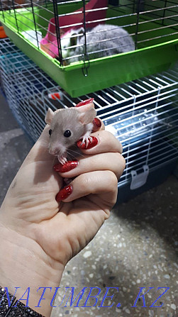 decorative rats for sale Ust-Kamenogorsk - photo 2