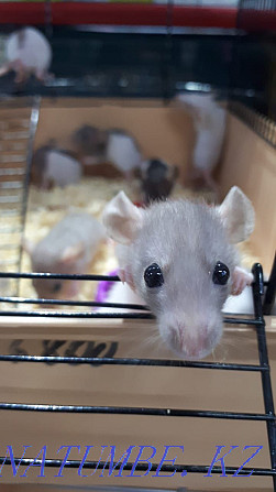 decorative rats for sale Ust-Kamenogorsk - photo 1