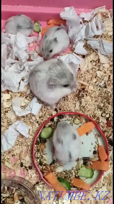 Rare red Djungarian hamster Taraz - photo 2