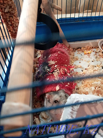 Djungarian hamster for sale Жанатурмыс - photo 1