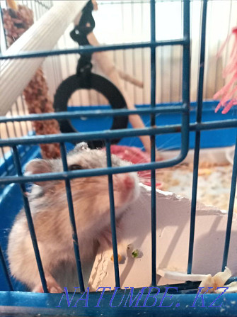 Djungarian hamster for sale Жанатурмыс - photo 4