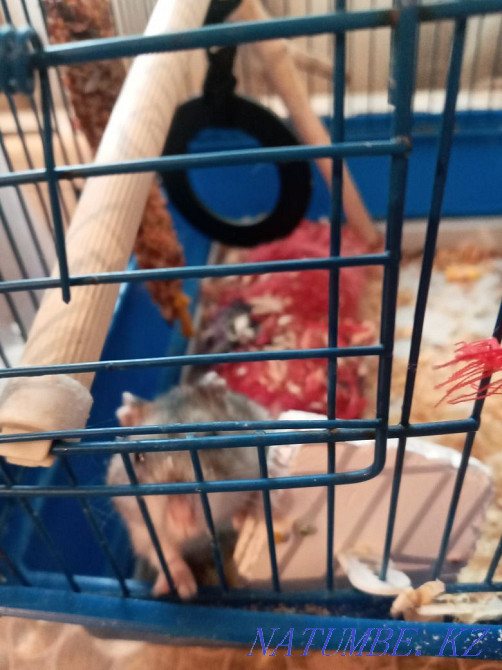 Продам джунгарского хомячка Жанатурмыс - изображение 3