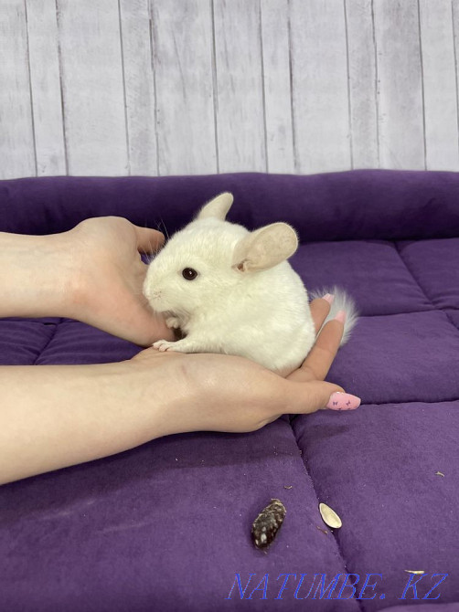 White Chinchilla Boy Shymkent - photo 1