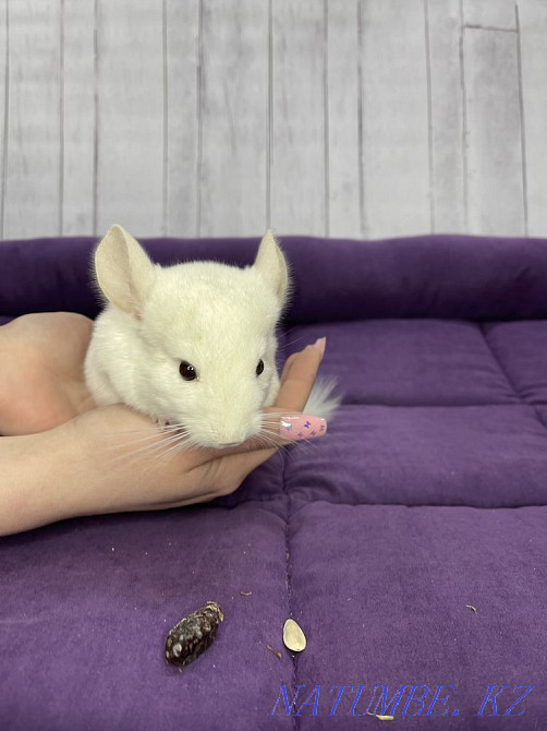 White Chinchilla Boy Shymkent - photo 4