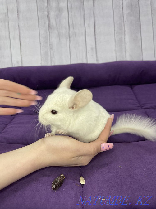 White Chinchilla Boy Shymkent - photo 3