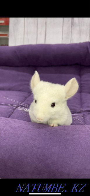 White Chinchilla Boy Shymkent - photo 2