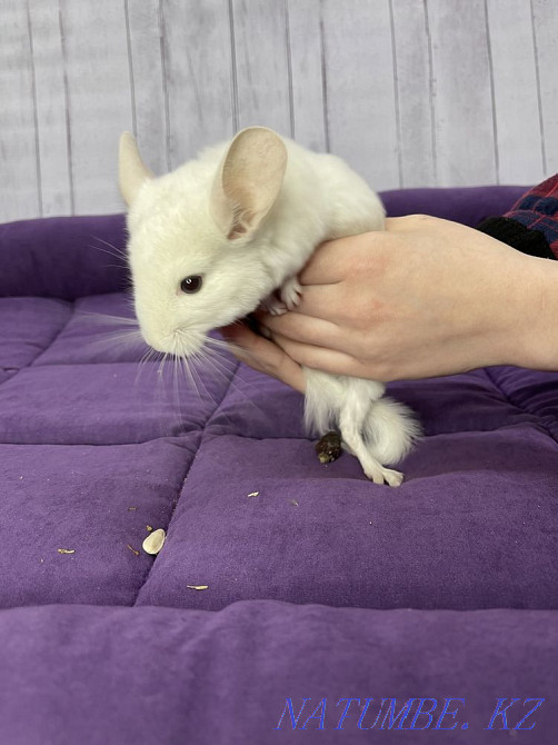 White Chinchilla Boy Shymkent - photo 5