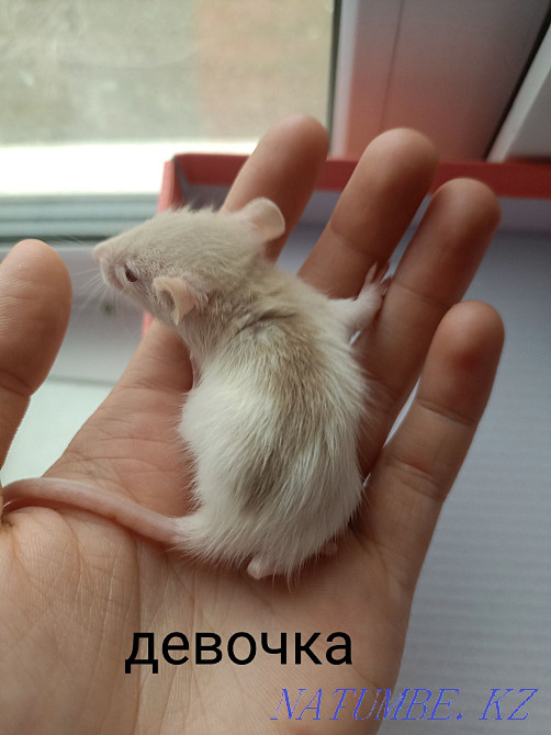 Декоративные крысята Костанай - изображение 1