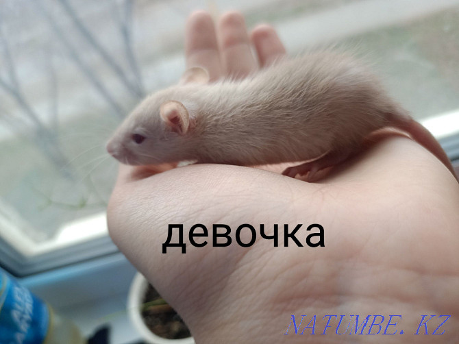 Rats decorative Kostanay - photo 2