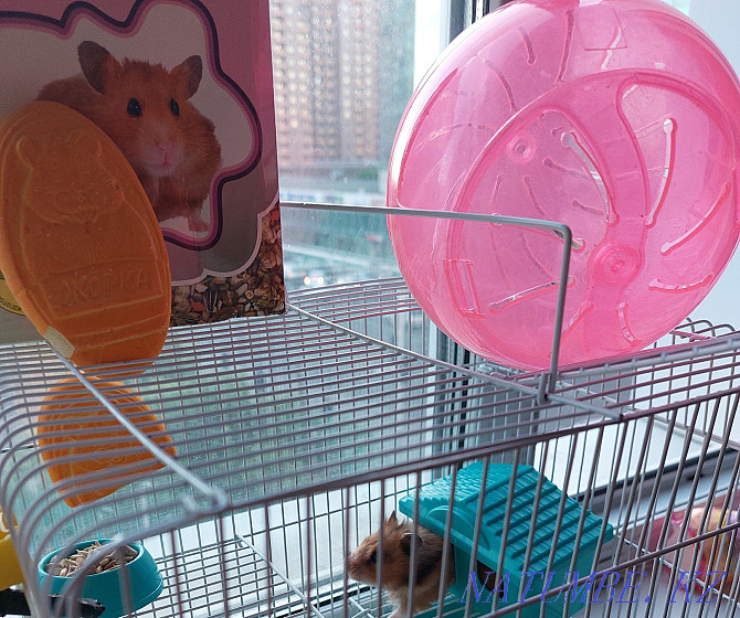 Hamster, hamster cage new Белоярка - photo 2