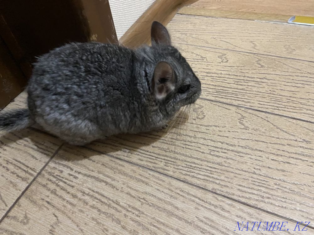 Chinchilla girl with cage Astana - photo 2