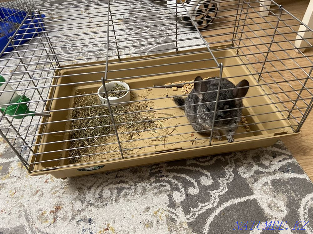 Chinchilla girl with cage Astana - photo 3