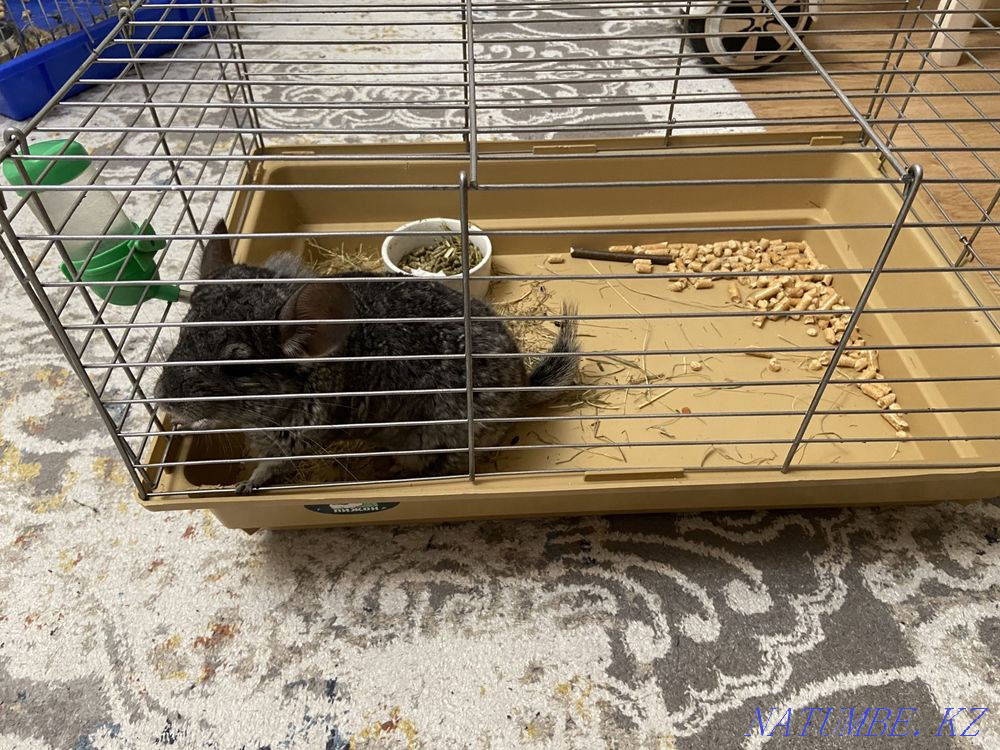 Chinchilla girl with cage Astana - photo 4