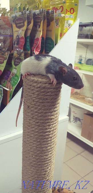 Егеуқұйрықтар, егеуқұйрықтар, сәндік егеуқұйрықтар  Астана - изображение 1