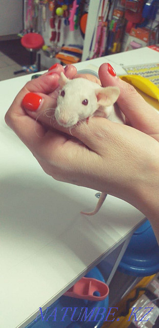 Егеуқұйрықтар, егеуқұйрықтар, сәндік егеуқұйрықтар  Астана - изображение 8