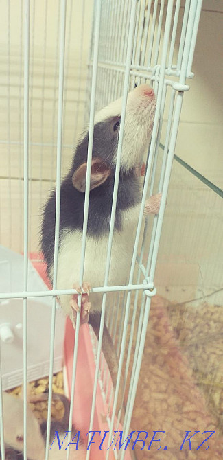 Егеуқұйрықтар, егеуқұйрықтар, сәндік егеуқұйрықтар  Астана - изображение 2