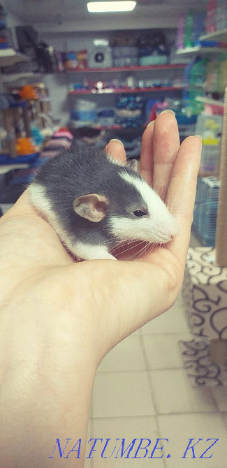 Егеуқұйрықтар, егеуқұйрықтар, сәндік егеуқұйрықтар  Астана - изображение 6