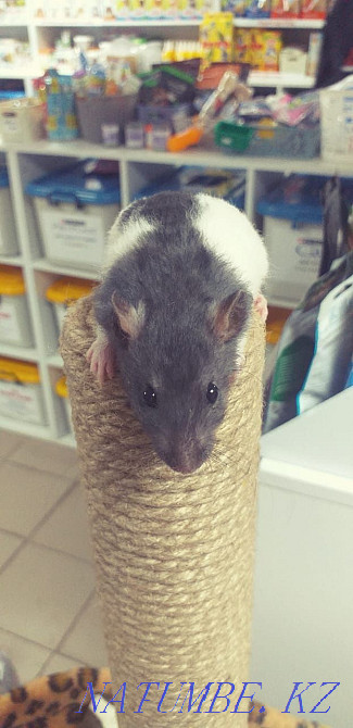 Егеуқұйрықтар, егеуқұйрықтар, сәндік егеуқұйрықтар  Астана - изображение 4