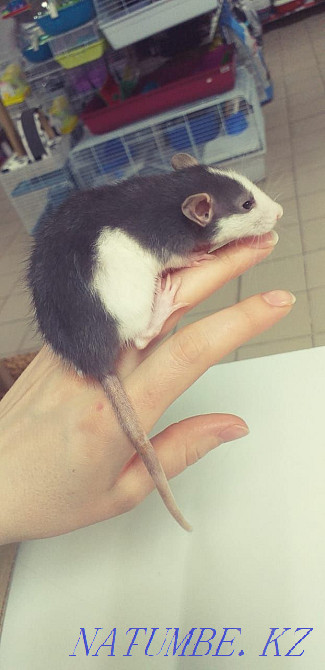 Егеуқұйрықтар, егеуқұйрықтар, сәндік егеуқұйрықтар  Астана - изображение 7