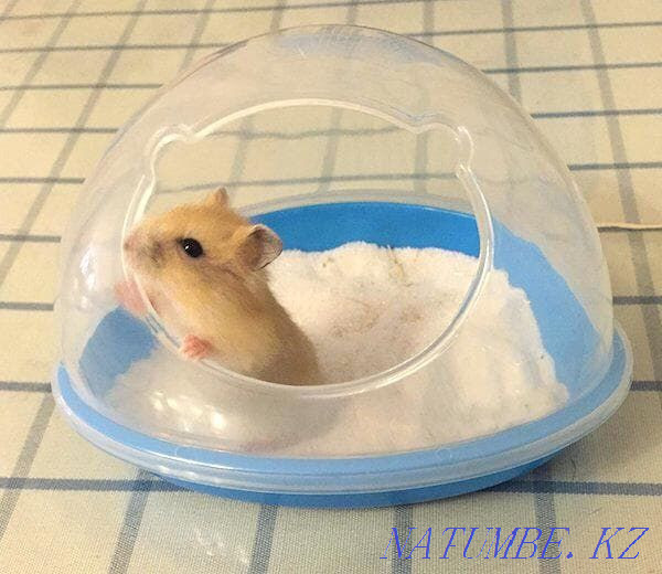 Bath bath for hamsters and rats Astana - photo 1