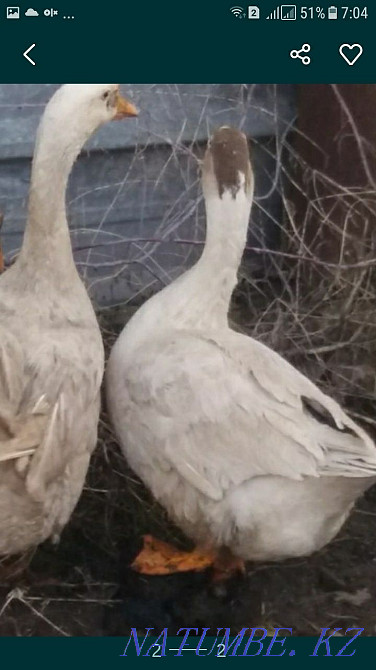 gander and goose eggs Almaty - photo 1