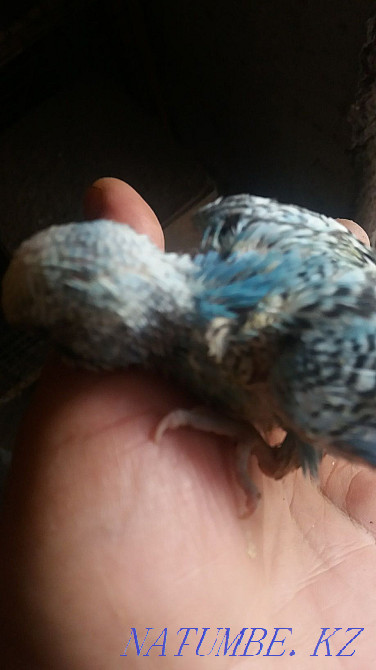 parrot tame Almaty - photo 4