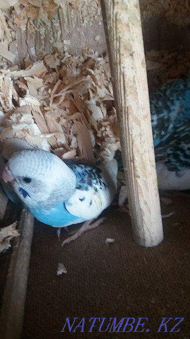 parrot tame Almaty - photo 3