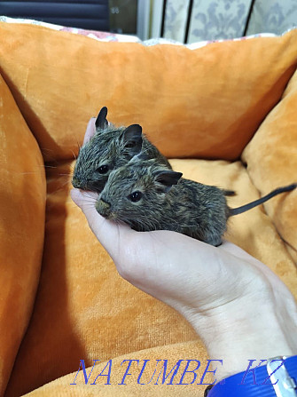 Chilean degu squirrels Almaty - photo 1