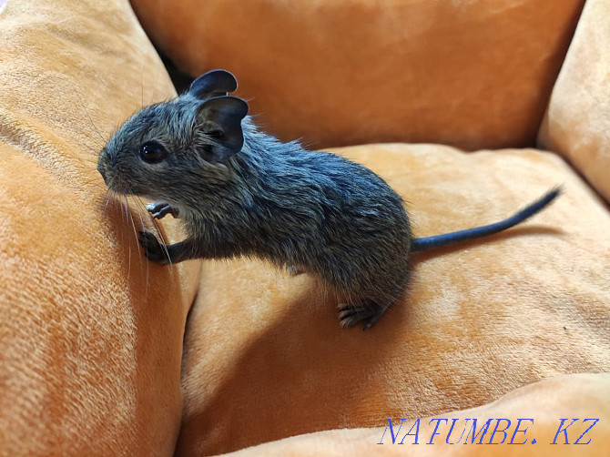 Chilean degu squirrels Almaty - photo 2