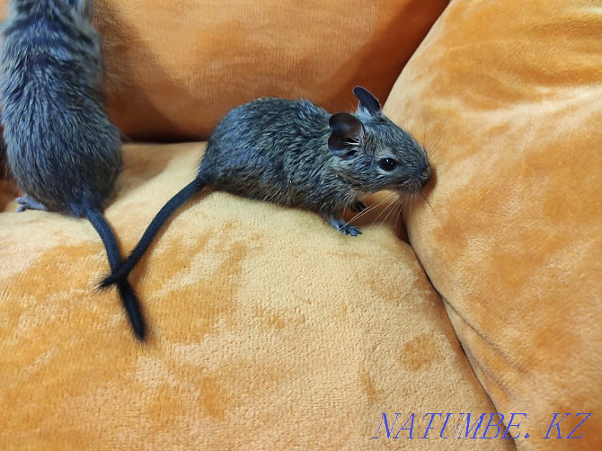 Chilean degu squirrels Almaty - photo 3