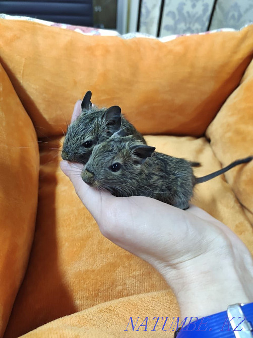 Chilean degu squirrels Almaty - photo 1
