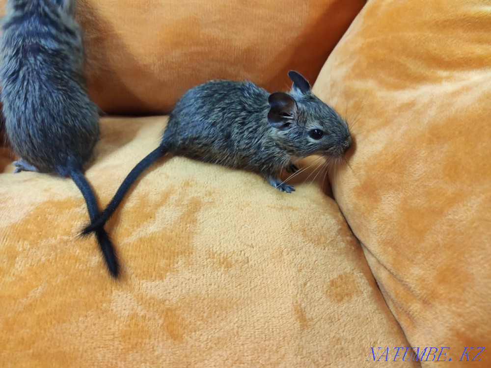 Chilean degu squirrels Almaty - photo 3